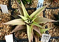 Нажмите на изображение для увеличения.

Название:	Haworthia_ubomboensis_IMG_5676.jpg
Просмотров:	179
Размер:	153.3 Кб
ID:	306598
