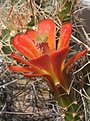 Нажмите на изображение для увеличения.

Название:	Echinocereus-mojavensis.jpg
Просмотров:	181
Размер:	50.2 Кб
ID:	306614