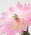 Нажмите на изображение для увеличения.

Название:	Echinocereus-gentryi.jpg
Просмотров:	180
Размер:	24.6 Кб
ID:	306615