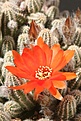 Нажмите на изображение для увеличения.

Название:	chamaecereus.jpg
Просмотров:	182
Размер:	53.6 Кб
ID:	306636