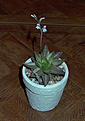 Нажмите на изображение для увеличения.

Название:	Cymiformis_variegata.jpg
Просмотров:	258
Размер:	81.0 Кб
ID:	306639