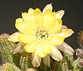 Нажмите на изображение для увеличения.

Название:	chamaelobivia-yellow-bird.jpg
Просмотров:	180
Размер:	50.2 Кб
ID:	306642