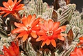 Нажмите на изображение для увеличения.

Название:	chamaecereus1.jpg
Просмотров:	173
Размер:	67.9 Кб
ID:	306643