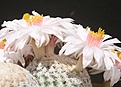 Нажмите на изображение для увеличения.

Название:	Mamm-albiflora.jpg
Просмотров:	166
Размер:	40.4 Кб
ID:	306644