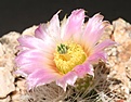 Нажмите на изображение для увеличения.

Название:	Echinocereus-baleii1.jpg
Просмотров:	151
Размер:	38.4 Кб
ID:	306647