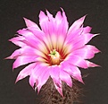 Нажмите на изображение для увеличения.

Название:	Echinocereus-chisoensis.jpg
Просмотров:	172
Размер:	42.4 Кб
ID:	306648