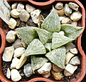 Нажмите на изображение для увеличения.

Название:	acuminata.jpg
Просмотров:	243
Размер:	85.1 Кб
ID:	306673
