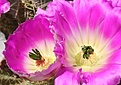 Нажмите на изображение для увеличения.

Название:	Echinocereus-pentalophus.jpg
Просмотров:	166
Размер:	41.8 Кб
ID:	306677