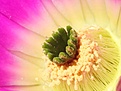 Нажмите на изображение для увеличения.

Название:	Echinocereus-pentalophus4.jpg
Просмотров:	169
Размер:	32.1 Кб
ID:	306678