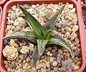 Нажмите на изображение для увеличения.

Название:	Haworthiaattenuataf.variegata.jpg
Просмотров:	184
Размер:	181.8 Кб
ID:	306698