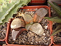 Нажмите на изображение для увеличения.

Название:	Haworthiaspringbokvlakensisf.variegata.jpg
Просмотров:	191
Размер:	146.0 Кб
ID:	306722
