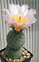 Нажмите на изображение для увеличения.

Название:	Tephrocactus_geometricus_Fiambala_IMG_6280.jpg
Просмотров:	942
Размер:	84.8 Кб
ID:	306732