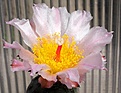 Нажмите на изображение для увеличения.

Название:	Tephrocactus_geometricus_Fiambala_IMG_6288-2.jpg
Просмотров:	897
Размер:	121.9 Кб
ID:	306733