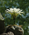 Нажмите на изображение для увеличения.

Название:	Gymnocalycium-denudatum.jpg
Просмотров:	131
Размер:	138.5 Кб
ID:	306934