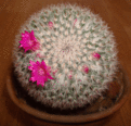 Нажмите на изображение для увеличения.

Название:	Mammillaria_elegans.gif
Просмотров:	305
Размер:	231.7 Кб
ID:	306985