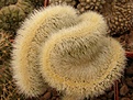 Нажмите на изображение для увеличения.

Название:	Cleistocactusstrausii.jpg
Просмотров:	346
Размер:	92.0 Кб
ID:	306995