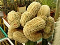 Нажмите на изображение для увеличения.

Название:	Echinocereusrigidissimus.jpg
Просмотров:	346
Размер:	106.5 Кб
ID:	306996