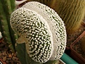 Нажмите на изображение для увеличения.

Название:	Notocactucscopaf.brevispina.jpg
Просмотров:	365
Размер:	72.9 Кб
ID:	307007