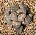 Нажмите на изображение для увеличения.

Название:	Haworthia_magnifica_var_splendens_CG337.jpg
Просмотров:	195
Размер:	204.1 Кб
ID:	307034