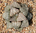 Нажмите на изображение для увеличения.

Название:	Haworthia_magnifica_var_splendens_VA4705.jpg
Просмотров:	202
Размер:	184.6 Кб
ID:	307035