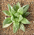 Нажмите на изображение для увеличения.

Название:	Haworthia_cuspidata_var.jpg
Просмотров:	188
Размер:	178.8 Кб
ID:	307063
