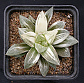 Нажмите на изображение для увеличения.

Название:	Haworthia_hybr_var.jpg
Просмотров:	157
Размер:	130.6 Кб
ID:	307064