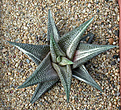 Нажмите на изображение для увеличения.

Название:	Haworthia_limifolia_var.jpg
Просмотров:	190
Размер:	198.5 Кб
ID:	307066