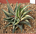 Нажмите на изображение для увеличения.

Название:	Haworthia_limifolia_var2.jpg
Просмотров:	192
Размер:	167.3 Кб
ID:	307067