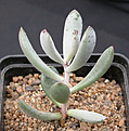 Нажмите на изображение для увеличения.

Название:	Adromischus_filicaulis_JAR97.jpg
Просмотров:	160
Размер:	104.3 Кб
ID:	307116