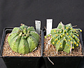 Нажмите на изображение для увеличения.

Название:	Euphorbia_meloformis.jpg
Просмотров:	172
Размер:	111.8 Кб
ID:	307120