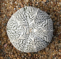 Нажмите на изображение для увеличения.

Название:	Astrophytum_Onzuka_Ball.jpg
Просмотров:	155
Размер:	182.4 Кб
ID:	307121