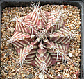 Нажмите на изображение для увеличения.

Название:	Gymnocalycium_Jupiter.jpg
Просмотров:	152
Размер:	175.8 Кб
ID:	307129