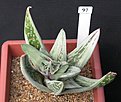 Нажмите на изображение для увеличения.

Название:	Gasteraloe_Green_Ice.jpg
Просмотров:	153
Размер:	102.6 Кб
ID:	307138