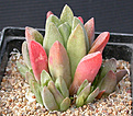 Нажмите на изображение для увеличения.

Название:	Haworthia_turgida_suberecta.jpg
Просмотров:	174
Размер:	107.4 Кб
ID:	307141
