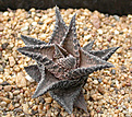 Нажмите на изображение для увеличения.

Название:	Haworthia_venosa_granulata.jpg
Просмотров:	136
Размер:	139.2 Кб
ID:	307142