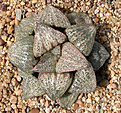 Нажмите на изображение для увеличения.

Название:	Haworthia_magnifica_var_splendens_VA4705.jpg
Просмотров:	225
Размер:	184.6 Кб
ID:	307150