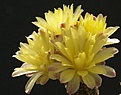 Нажмите на изображение для увеличения.

Название:	gymnocalycium_andreae_fecheri.jpg
Просмотров:	291
Размер:	185.4 Кб
ID:	307164