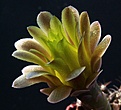 Нажмите на изображение для увеличения.

Название:	Gymnocalycium_michanivichi_filadeliense4.jpg
Просмотров:	299
Размер:	138.0 Кб
ID:	307165