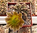 Нажмите на изображение для увеличения.

Название:	Gymnocalycium_michanivichi_filadeliense18.jpg
Просмотров:	288
Размер:	141.4 Кб
ID:	307166