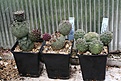 Нажмите на изображение для увеличения.

Название:	Tephrocactus_geometricus_IMG_6933.jpg
Просмотров:	990
Размер:	133.3 Кб
ID:	307178