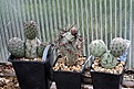 Нажмите на изображение для увеличения.

Название:	Tephrocactus_geometricus_IMG_6939.jpg
Просмотров:	1005
Размер:	145.4 Кб
ID:	307179
