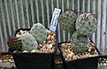 Нажмите на изображение для увеличения.

Название:	Tephrocactus_geometricus_IMG_6942.jpg
Просмотров:	998
Размер:	138.8 Кб
ID:	307180