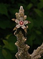 Нажмите на изображение для увеличения.

Название:	Rhitidocaulon_cv_splendidum_x_marolobum_1.JPG
Просмотров:	341
Размер:	132.9 Кб
ID:	307185
