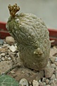 Нажмите на изображение для увеличения.

Название:	PICT0019.JPG
Просмотров:	334
Размер:	81.2 Кб
ID:	307220