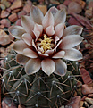 Нажмите на изображение для увеличения.

Название:	Gymnocalycium-riojense-GN93-651-1796-.jpg
Просмотров:	439
Размер:	105.4 Кб
ID:	307230