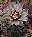 Нажмите на изображение для увеличения.

Название:	Gymnocalycium-riojense-GN93-651-1796-.jpg
Просмотров:	354
Размер:	105.4 Кб
ID:	307230