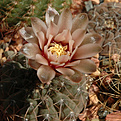 Нажмите на изображение для увеличения.

Название:	Gymnocalycium-riojense-GN93-651-1796.jpg
Просмотров:	391
Размер:	125.0 Кб
ID:	307231