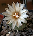 Нажмите на изображение для увеличения.

Название:	Turbinicarpus-schwarzii.jpg
Просмотров:	349
Размер:	222.7 Кб
ID:	307233