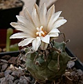 Нажмите на изображение для увеличения.

Название:	Turbinicarpus-schwarzii5.jpg
Просмотров:	345
Размер:	154.2 Кб
ID:	307234
