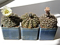 Нажмите на изображение для увеличения.

Название:	Gymnocalycium_asterium_07.JPG
Просмотров:	491
Размер:	159.8 Кб
ID:	307237